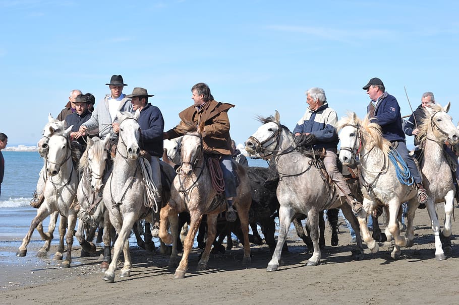 horses, sea, guards, real people, men, group of people, domestic animals HD wallpaper