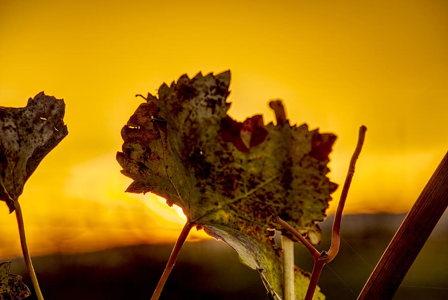 leaf, grapevine, close up, macro, sunset, twilight, mood, nature HD wallpaper