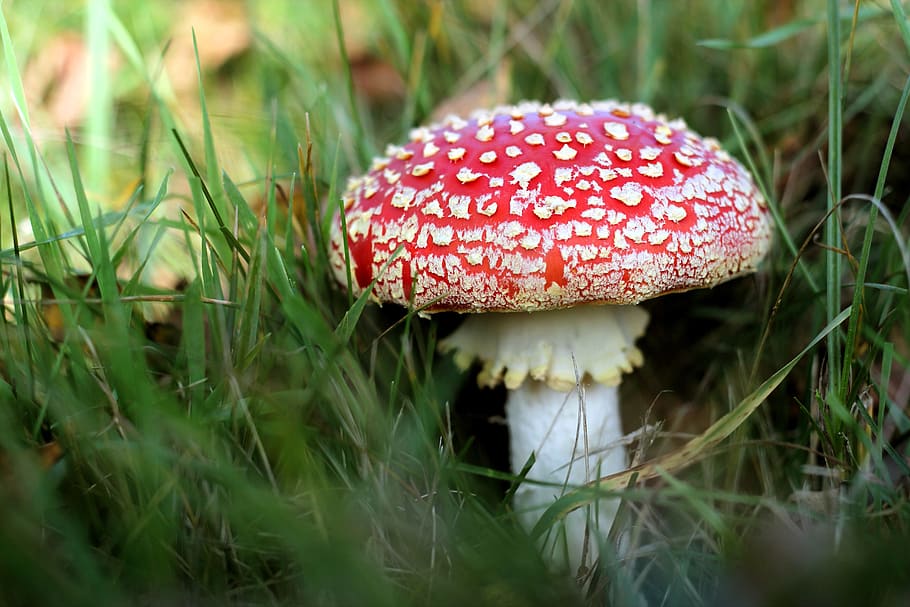 toadstool, fungus, grass, mushrooms, forest, nature, moss, autumn HD wallpaper