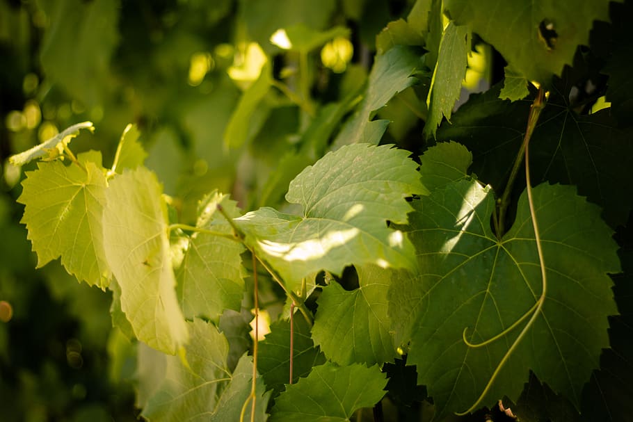 vine, leaves, green, grapevine, bright, garden, plant, leaf HD wallpaper