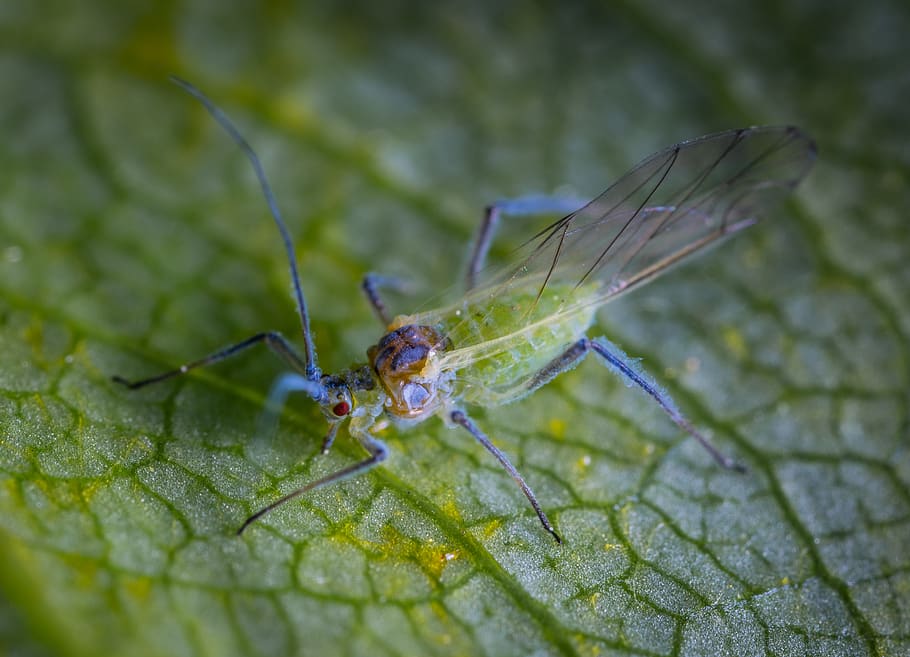 Green Insect, bug, little, tiny, animal, animal wildlife, invertebrate HD wallpaper