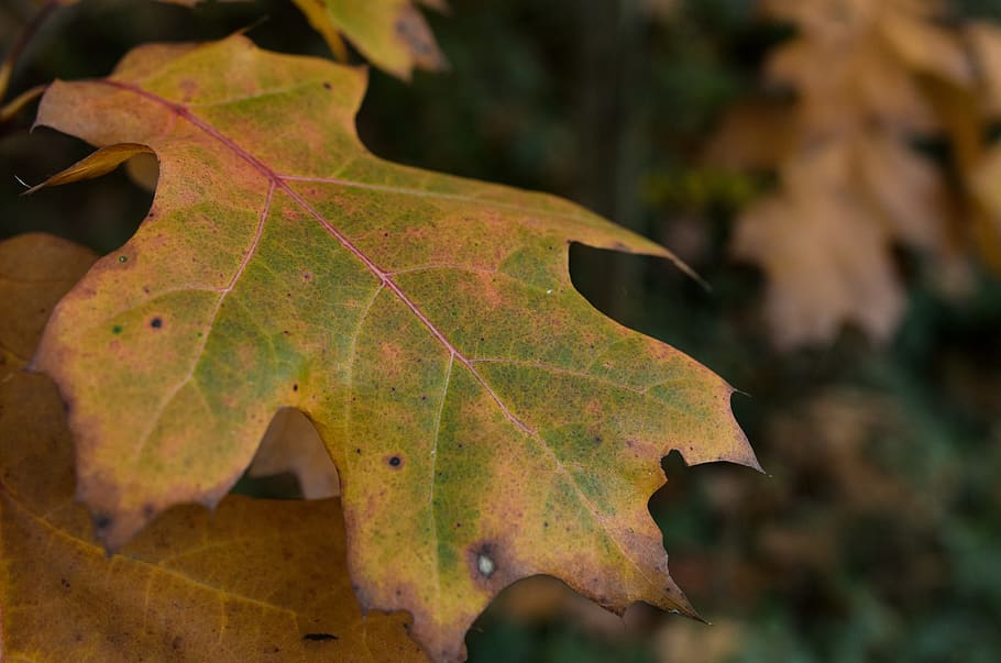 leaf, forest, macro, nature, fall, autumn, höst, hösten, herbst HD wallpaper