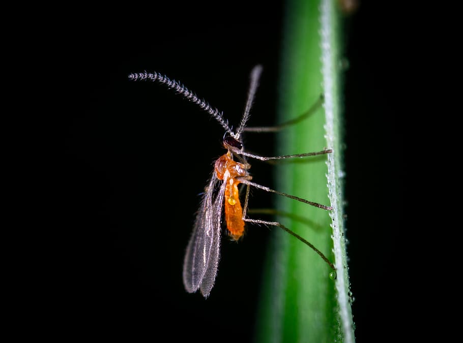 Insect In Close-up Photography, bug, little, macro, macro photography HD wallpaper