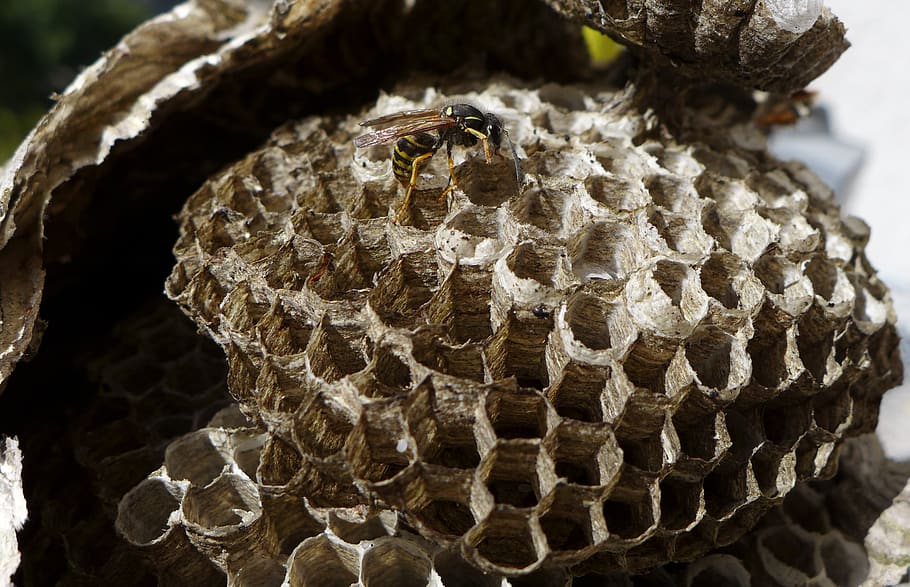 the hive, wasp, insect, sting, close up, honeycomb structure HD wallpaper