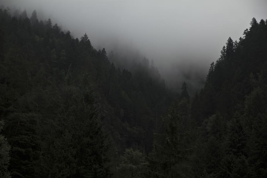 forest, dark, tree, plant, fog, beauty in nature, no people HD wallpaper