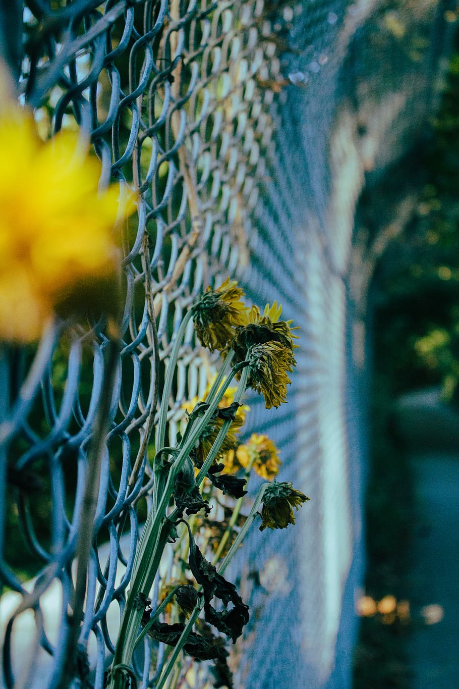 yellow flowers near fence, washington, friendship heights, united states, HD wallpaper