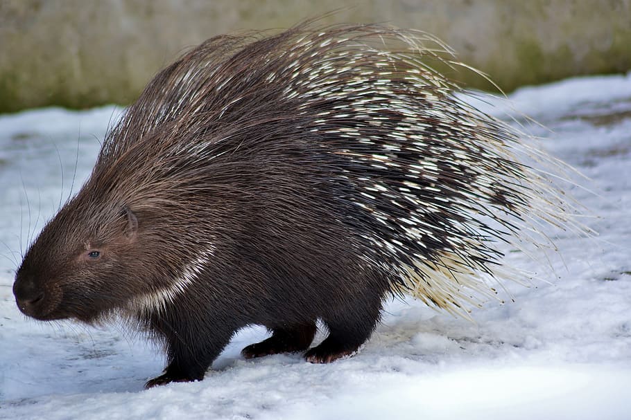 HD wallpaper: porcupine, wildlife, nature, prickly, cute, animal ...