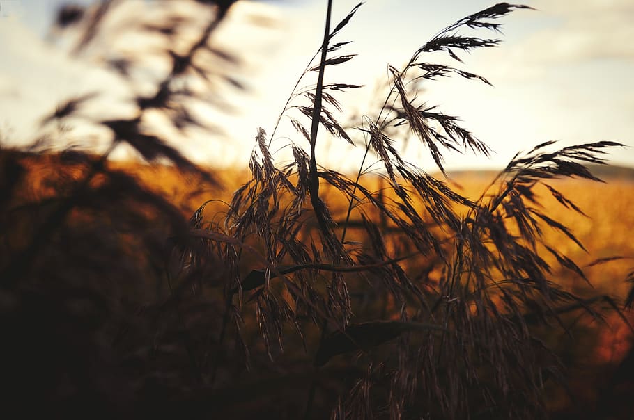 sunset, grass, summer, meadow, tranquility, noise, evening HD wallpaper
