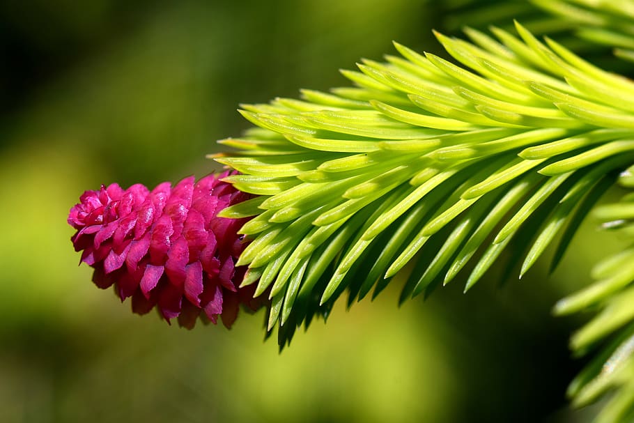 Close-up Photography of Pink Petaled Flower, blur, flora, green HD wallpaper