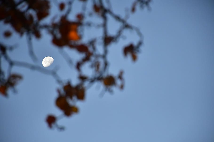 sky, moon, no people, nature, blue, low angle view, clear sky HD wallpaper