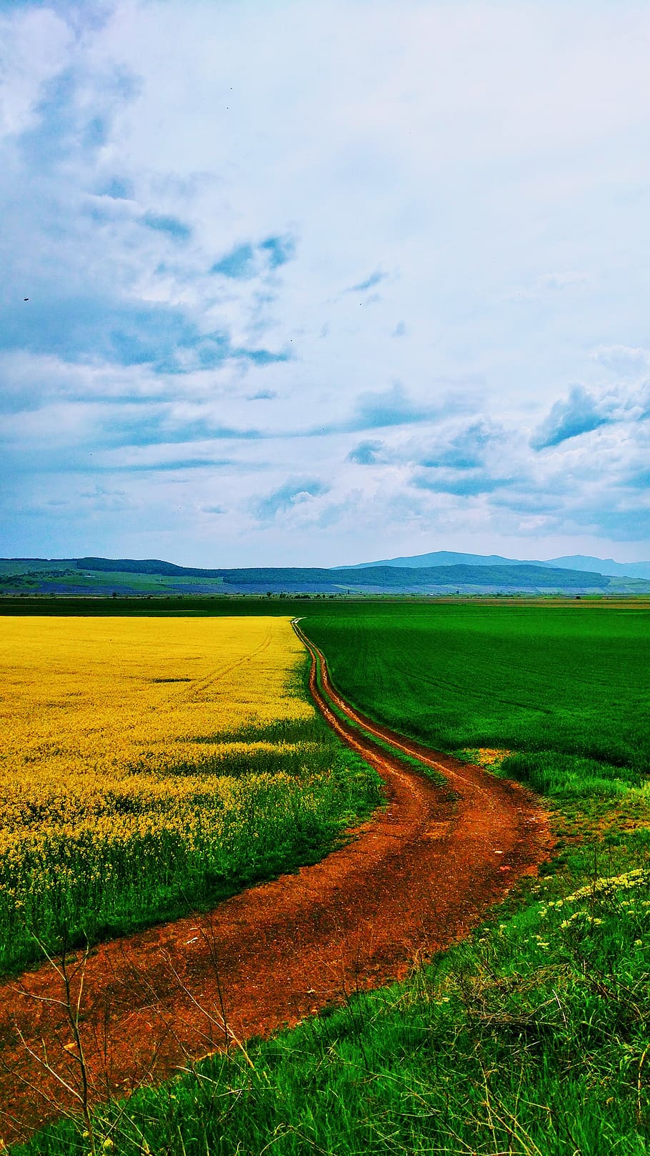 romania, alba county, field, dandelions, green, crops, landscape HD wallpaper
