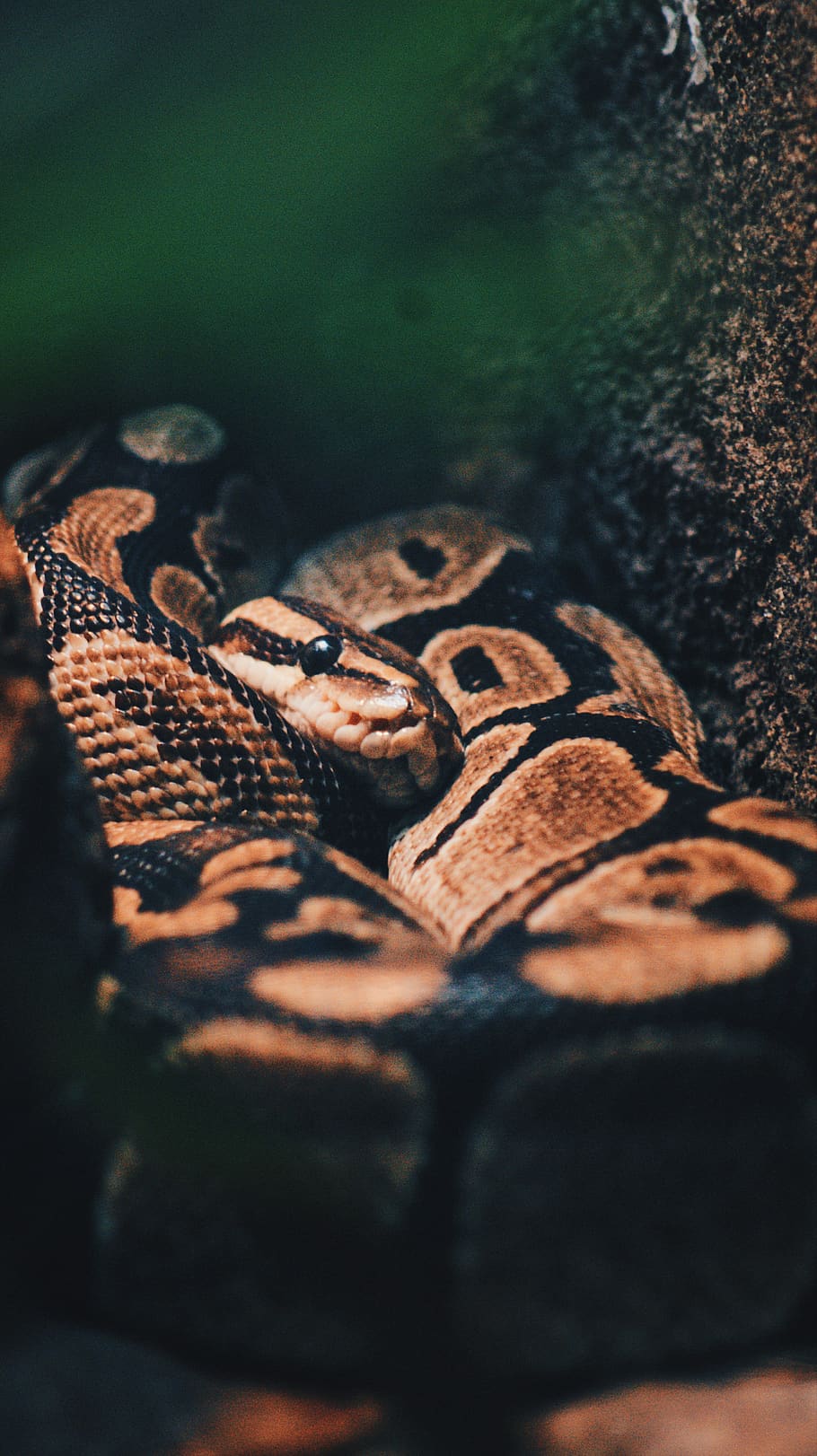 Ball Pythons Images  Browse 6760 Stock Photos Vectors and Video  Adobe  Stock