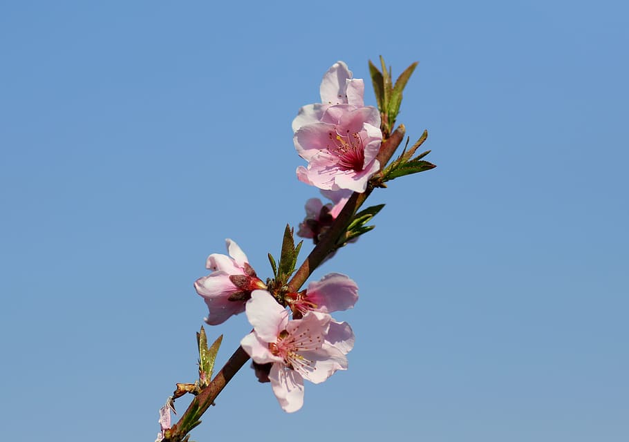 flower, pink, tree, casey, spring, garden, floral, flowering plant HD wallpaper