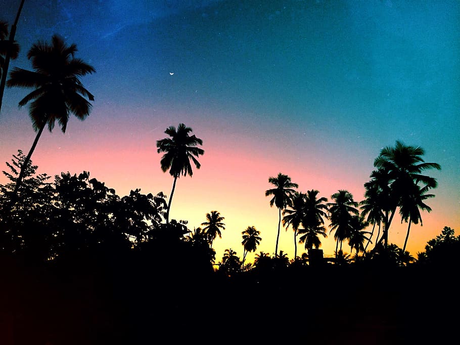 tree, plant, nature, sky, cloud, sunset, silhouette, palm tree HD wallpaper