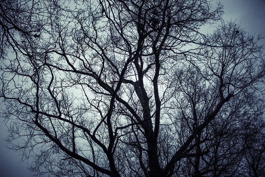 tree, silhouette, night, blue hour, spooky, halloween, dark HD wallpaper