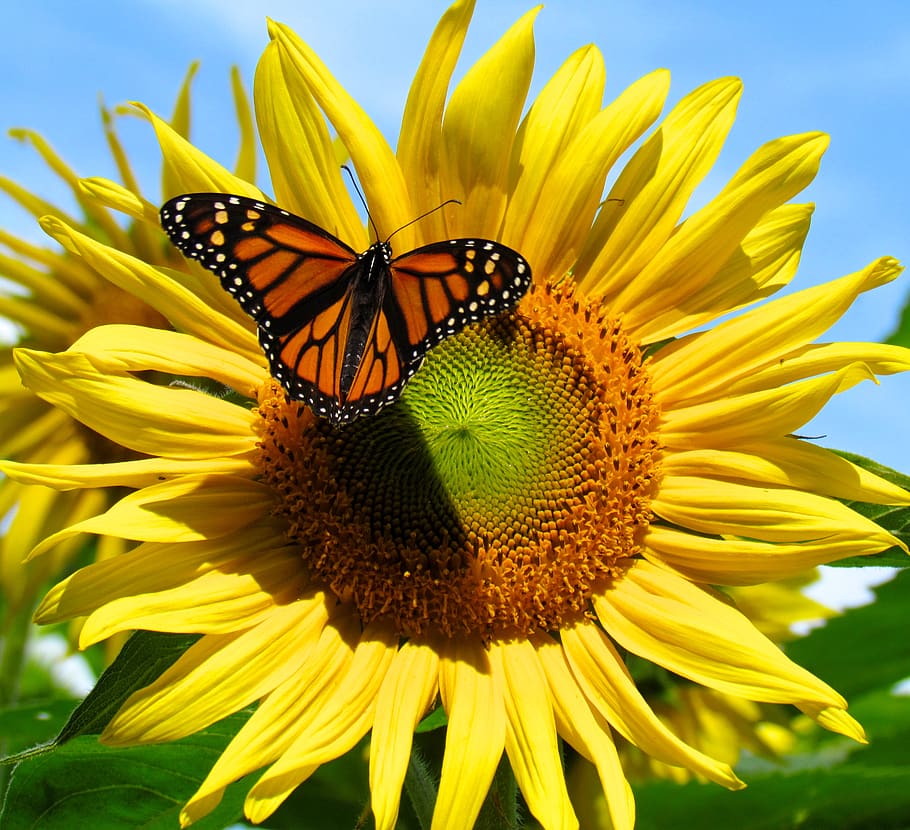 5500 Sunflower With Butterfly Stock Photos Pictures  RoyaltyFree  Images  iStock