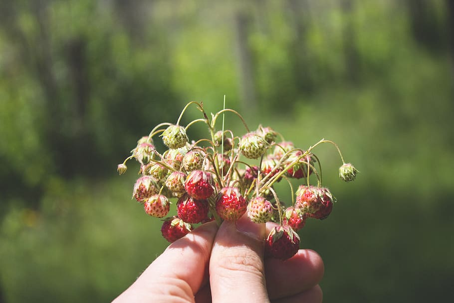 strawberry, human hand, human body part, one person, holding HD wallpaper