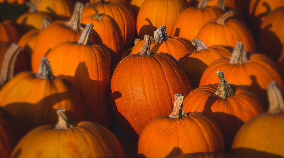 squash, color, pumpkin, fall, decoration, halloween, orange HD wallpaper