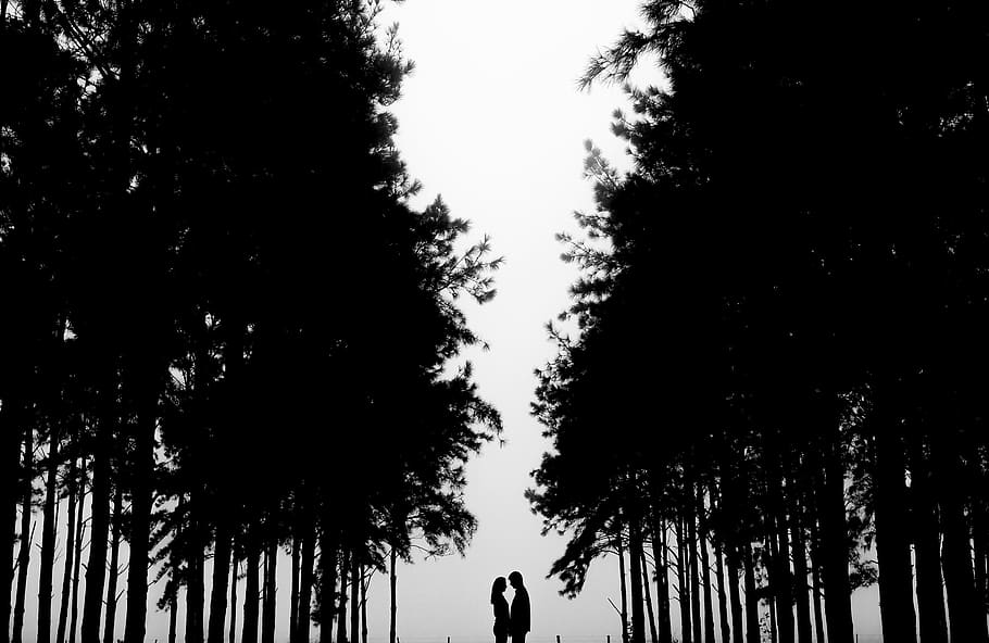 neblina, chuva, nature, tree, wedding day, wedding dress, plant HD wallpaper