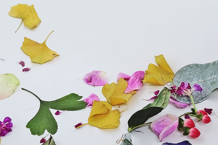 flower, leafs, petals, white, composition, oldflowers, flowering plant HD wallpaper
