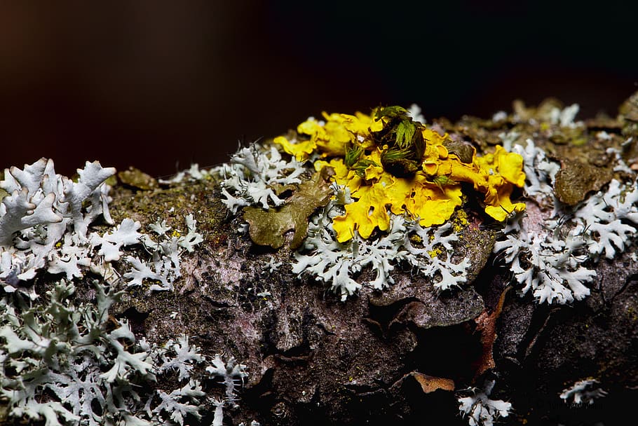 forest, lichen, close up, bark, green, branch, plant, flower HD wallpaper