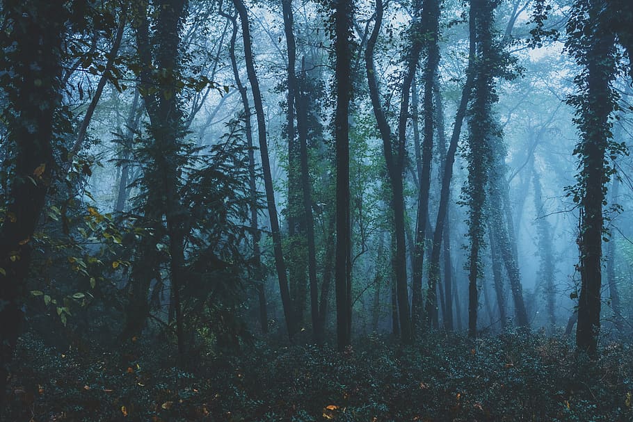 forest, trees, autumn, fall, mist, fog, leaves, plant, land HD wallpaper