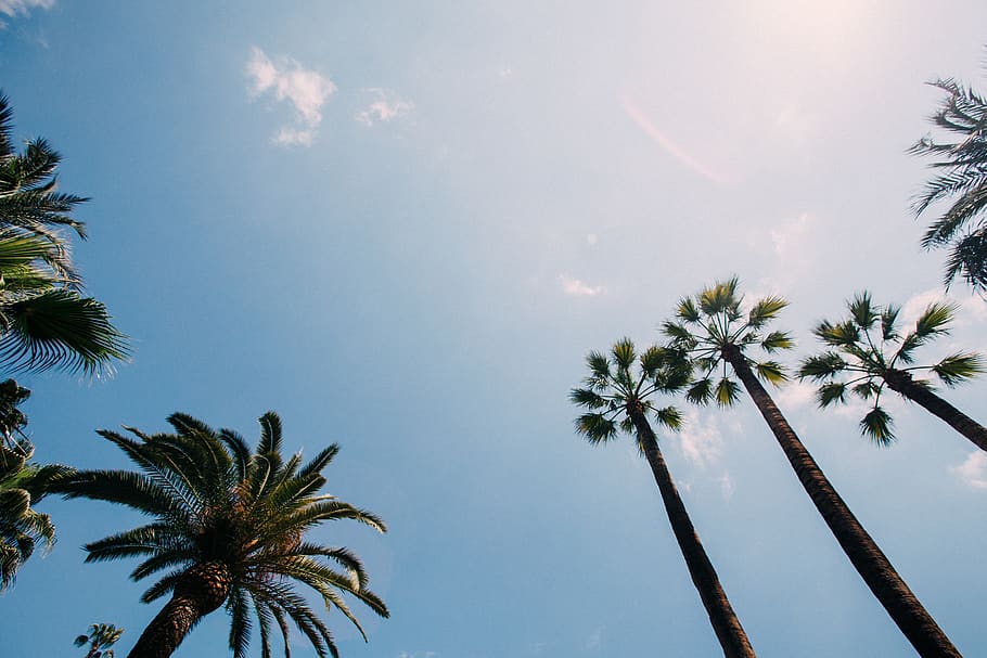 green palm trees under blue sky, plant, tropical climate, low angle view HD wallpaper