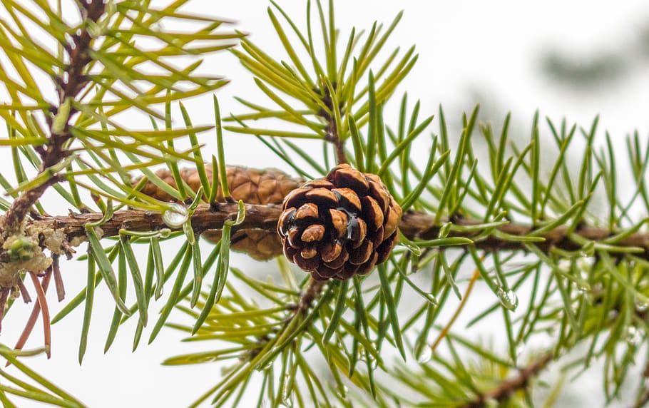 conifer, fir, pine, tree, evergreen, pinecone, close-up, plant HD wallpaper