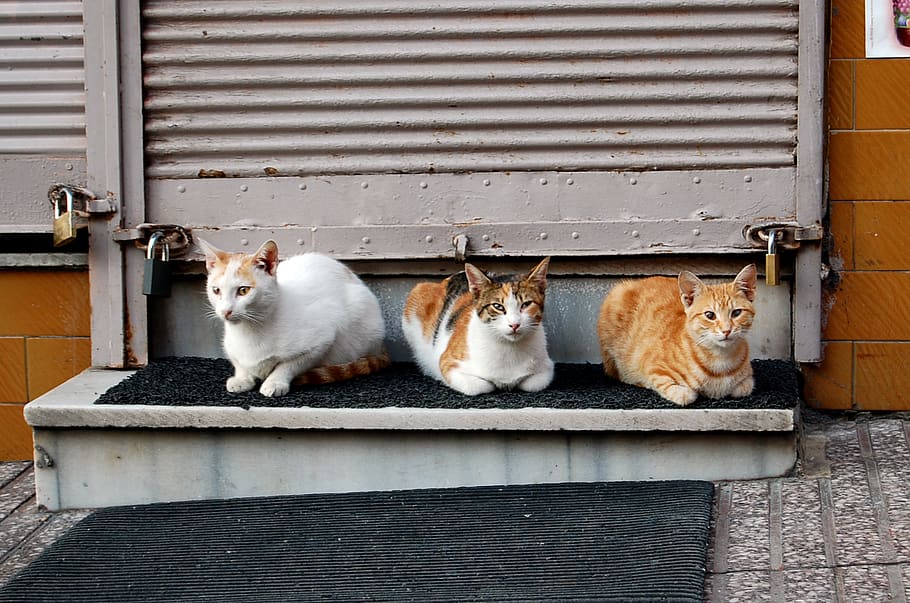 istanbul, turkey, cat, pets, mammal, domestic, domestic animals HD wallpaper