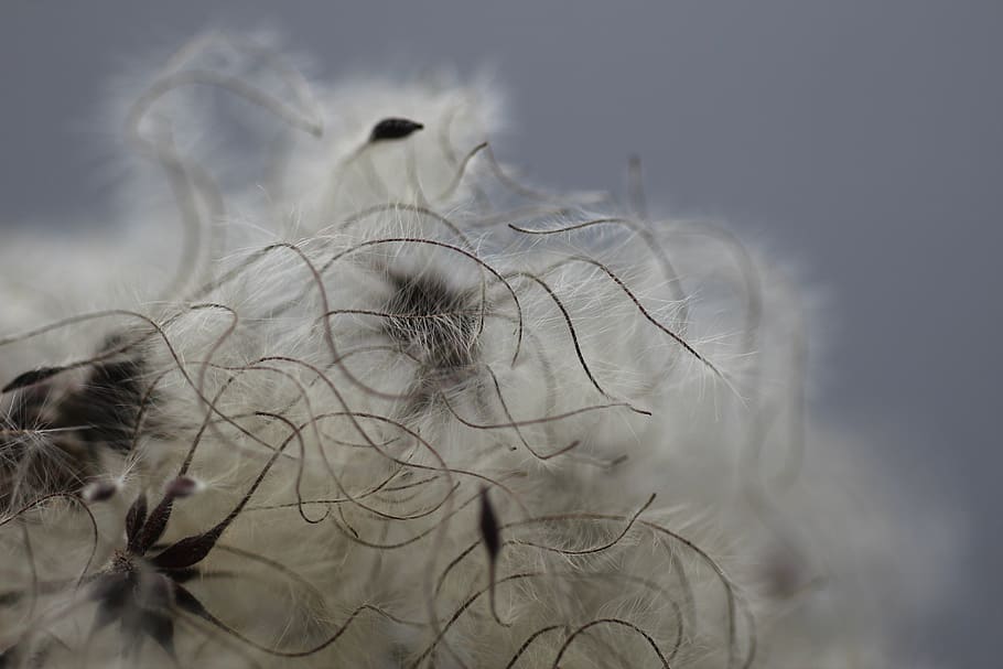 clematis, seed head, seeds, texture, fluffy, weed, nature, botany HD wallpaper