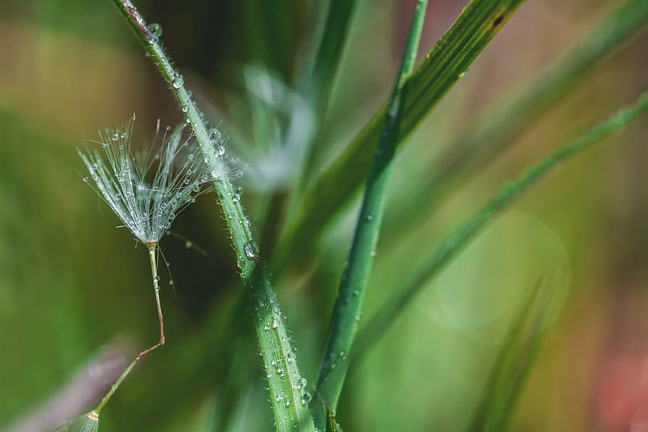 dandelion, seeds, drip, dew, spring, nature, plant, close up HD wallpaper