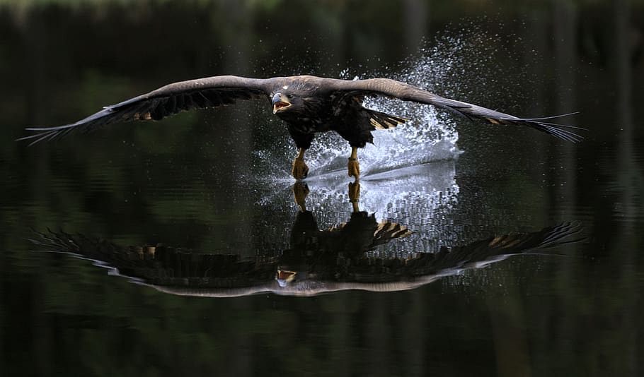hawk flying over water, animal themes, animals in the wild, vertebrate HD wallpaper