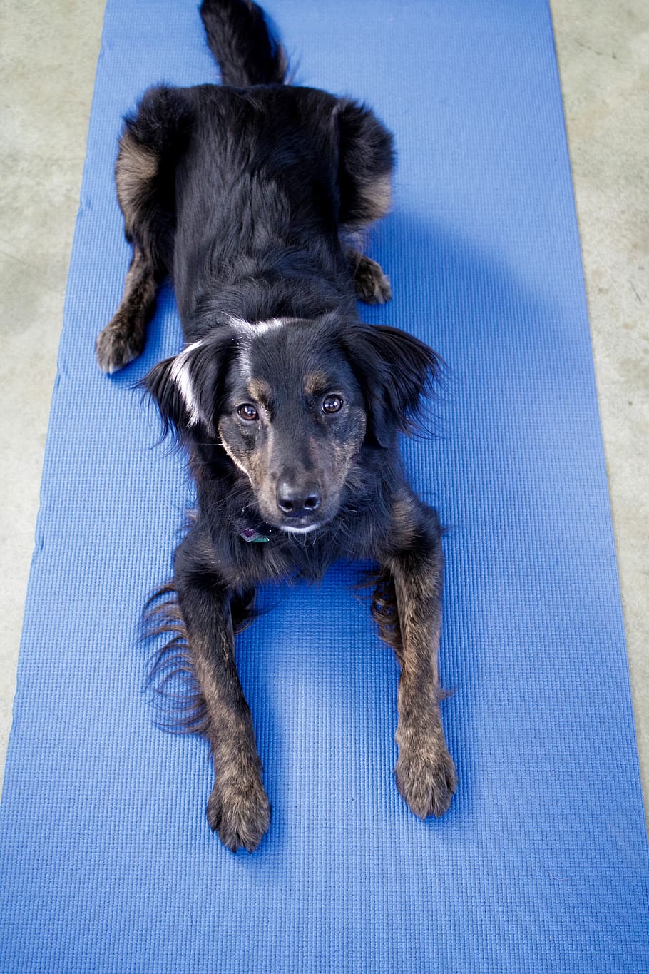 yoga, dog, puppy, blue, collie, black, canine, pets, domestic, HD wallpaper
