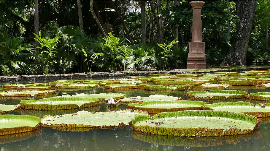 pamplemousse garden, botanical garden, mauritius, plant, nature, HD wallpaper