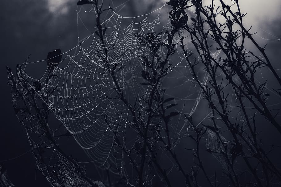 selective focus photography of spider web at plant during daytime, HD wallpaper