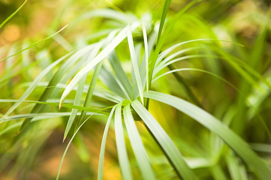 plant, bright, bunch, closeup, detail, flora, floral, flores HD wallpaper