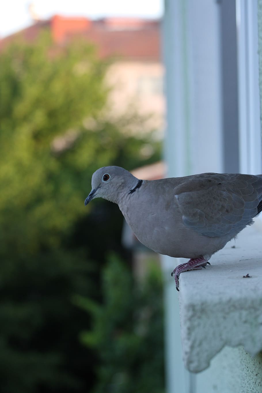 pigeon, bird, perch, relax, high, building, window, beautiful HD wallpaper