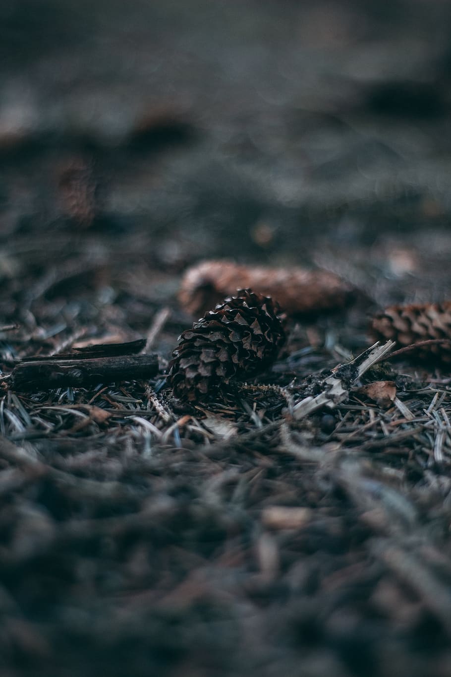 brown pine cone, ground, plant, plön, deutschland, tree, nature HD wallpaper