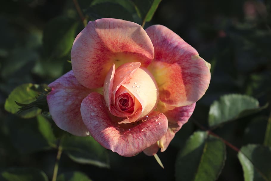 rose, dew, drip, blossom, bloom, plant, raindrop, drop of water HD wallpaper
