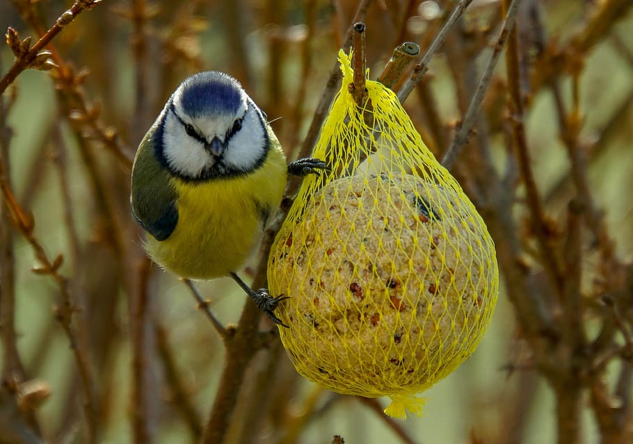 which birds eat fat balls