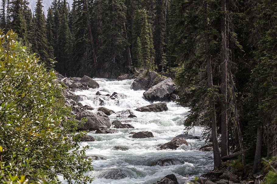 River Stream Inbetween Green Trees, forest, landscape, rocks HD wallpaper