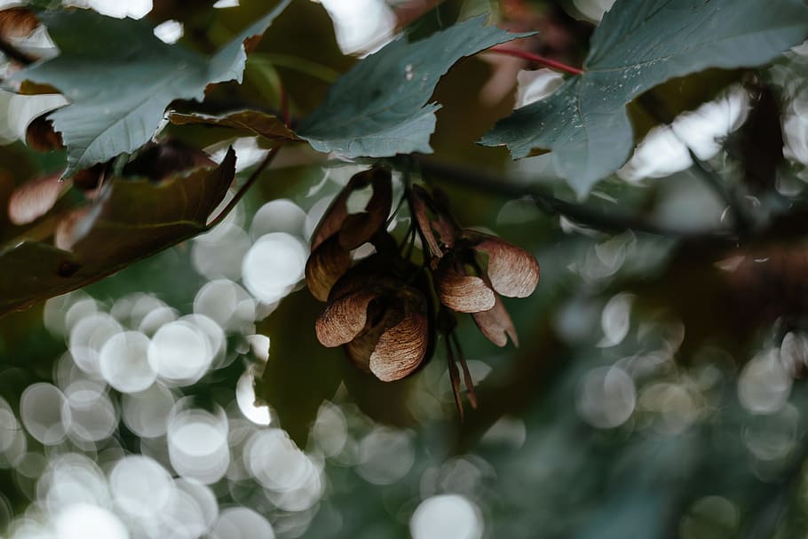 autumn, branches, brown, gray, green, leaves, plant, leaf, growth HD wallpaper