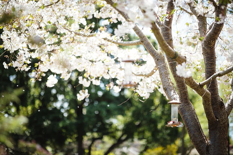 white tree, plant, blossom, flower, cherry blossom, animal, mammal HD wallpaper