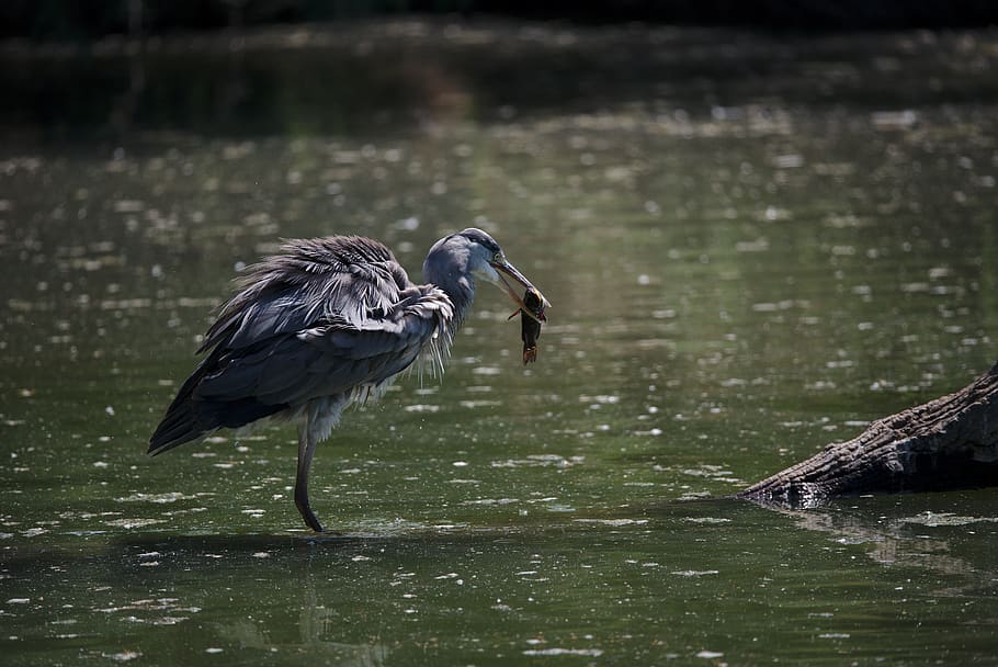 heron, ashy, camargue, fish, fishing, hunting, food, eating HD wallpaper