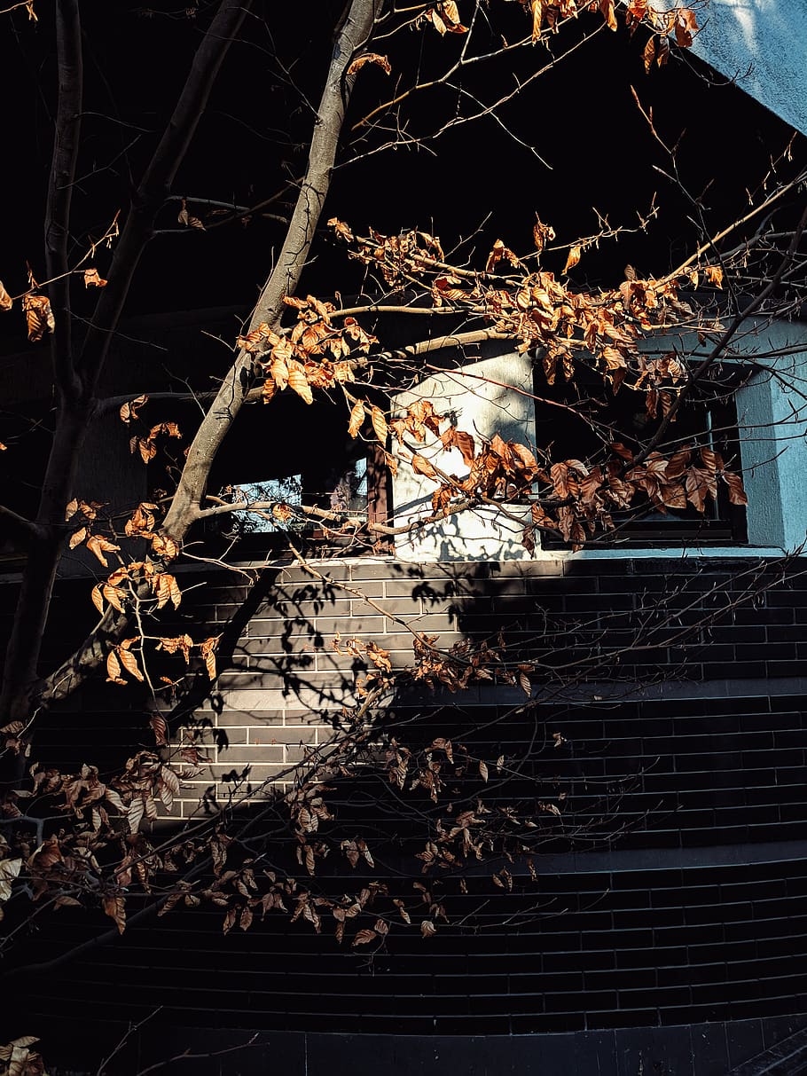 plant, tree, building, leaf, sun, spring, sunny, shadows, interior HD wallpaper