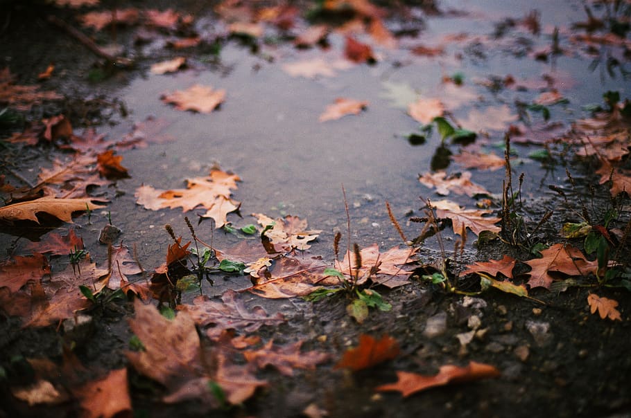 leaves on water, autumn, leaf, plant part, change, selective focus HD wallpaper