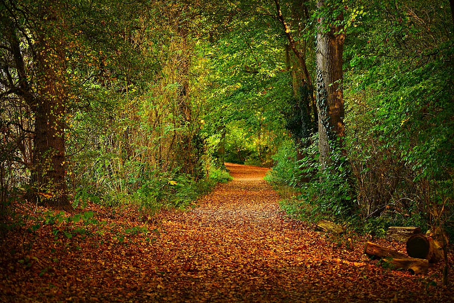 forest path, woodland, tree, leaves, carpet of leaves, autumn, HD wallpaper