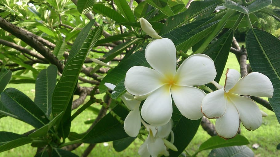 flowers, more information, white, nature, garden, plant, beauty in nature HD wallpaper