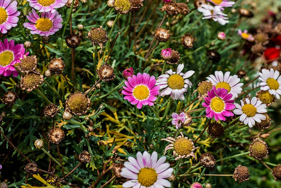flowers, small, decorative, spring, flowering plant, freshness HD wallpaper