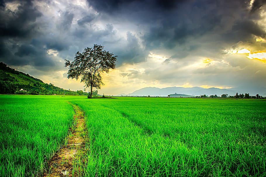 Road Path Surrounded by Green Grasses, clouds, cloudy, farm, field HD wallpaper